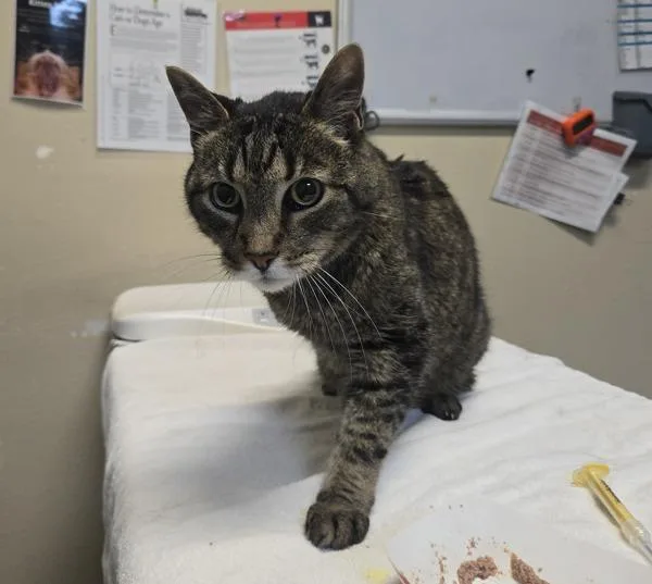 A senior large-sized male Domestic Short Hair cat named Retro for adoption in Oceanside, CA