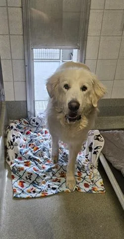 An adult extra large-sized male Great Pyrenees dog named Kakashi for adoption in San Martin, CA