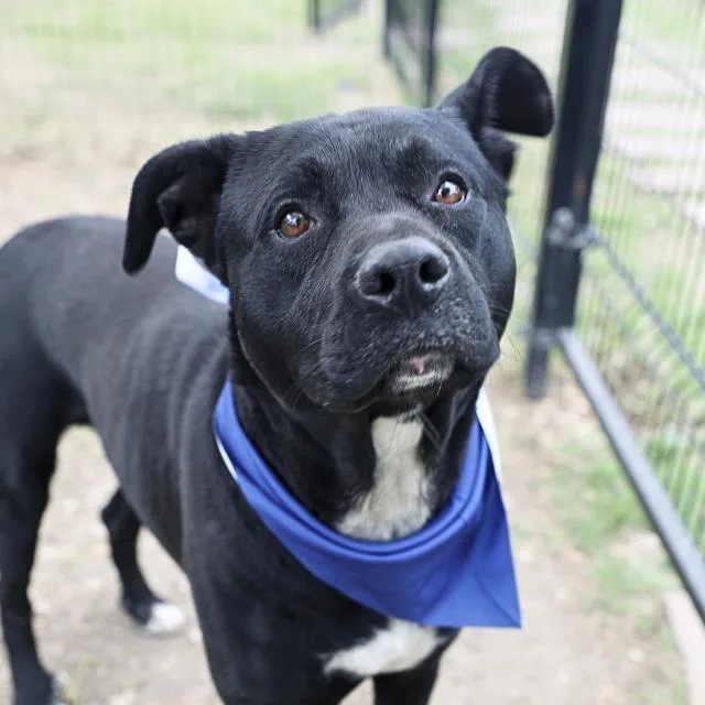 An adult large-sized male Labrador Retriever dog named Hequiqui for adoption in San Antonio, TX