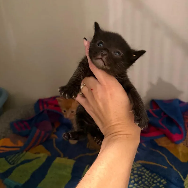 A baby small-sized male Black Domestic Short Hair cat named Stitch for adoption in Port Charlotte, FL
