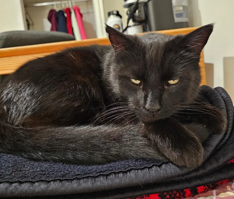 Mr. Darcy thumbnail 2