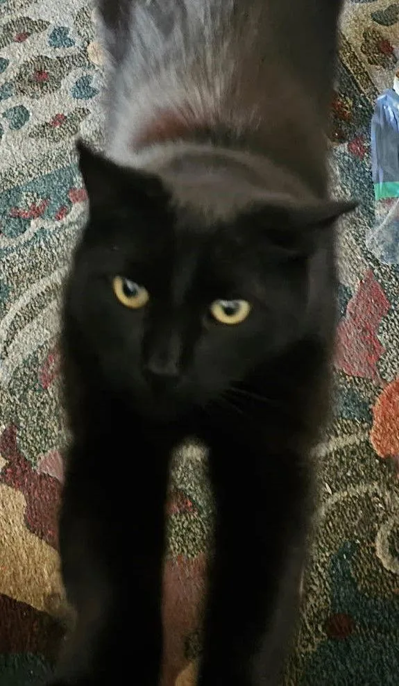 Mr. Darcy thumbnail 3