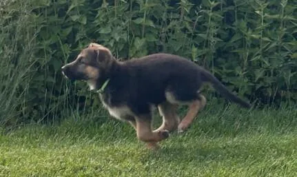 Puppy Caty