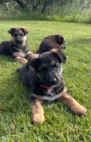 Puppy Caty thumbnail 3