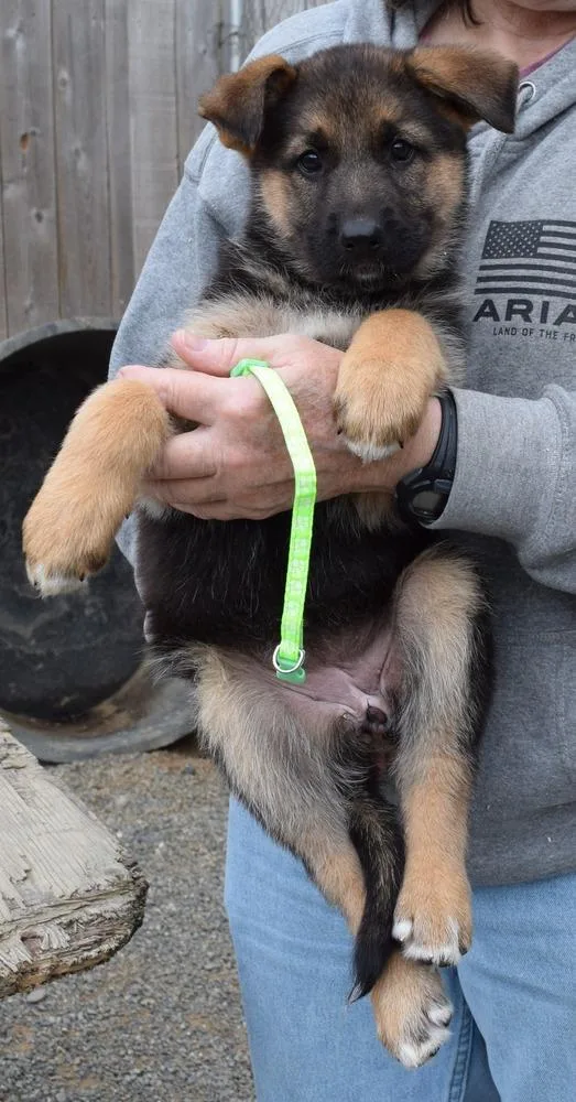 Puppy Caty thumbnail 6