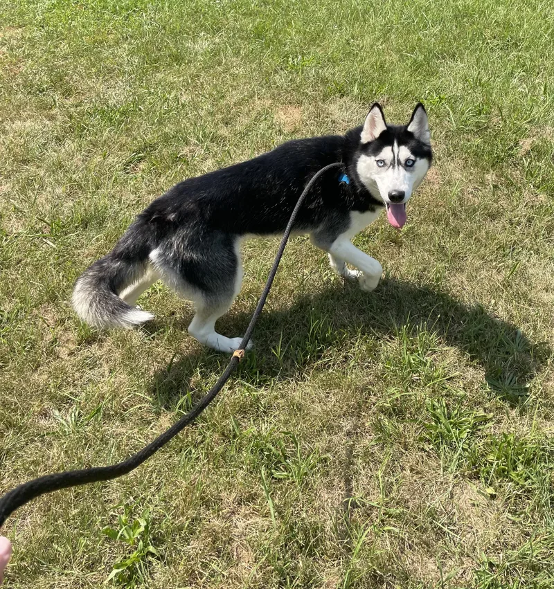 An adult medium-sized female Black Husky dog named Spatula for adoption in Mishawaka, IN