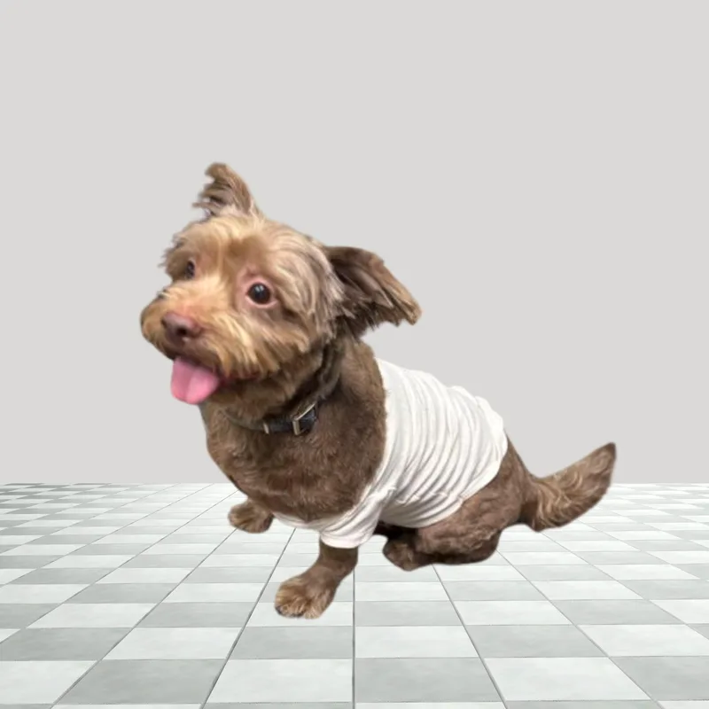 A senior medium-sized male Brown / Chocolate Pekingese dog named Rowdy for adoption in Circleville, OH