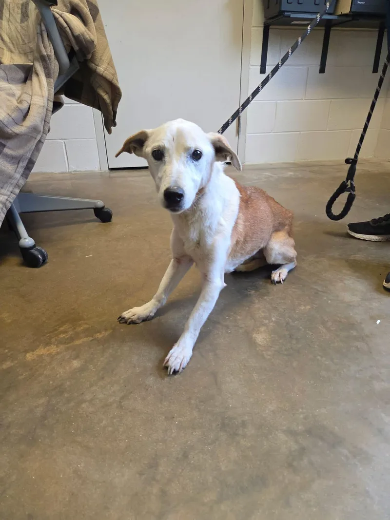 A senior small-sized female Mixed Breed dog named Lucy for adoption in Stratham, NH