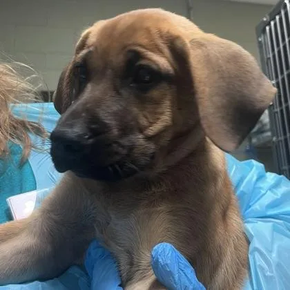 An adult medium-sized male Shepherd dog named Ryan Barkcrest for adoption in Merriam, KS