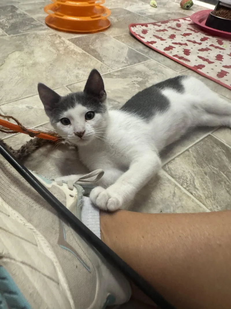 A baby medium-sized male Gray & White Domestic Short Hair cat named Sullivan for adoption in Williamsburg, NM