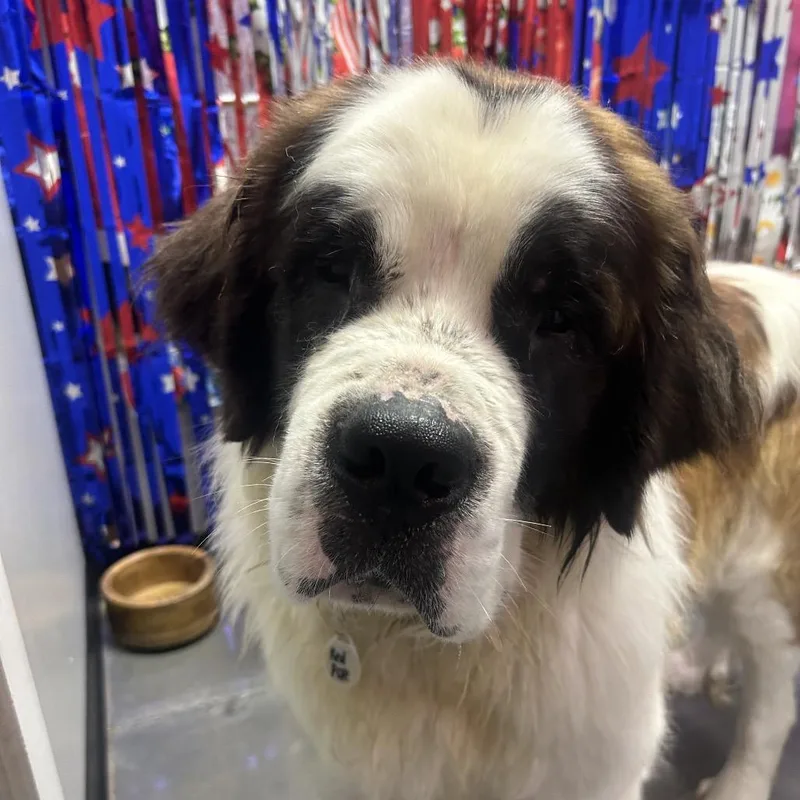 An adult extra large-sized male Yellow / Tan / Blond / Fawn Saint Bernard dog named Red for adoption in Normal, IL