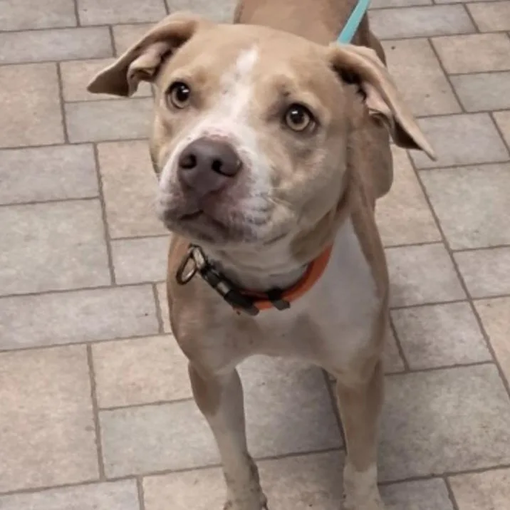 A young medium-sized female Pit Bull Terrier dog named Chloe for adoption in Hollister, MO