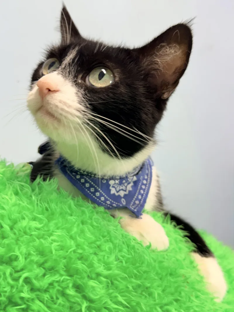 An adult medium-sized female Tuxedo cat named Kiwi for adoption in Horseshoe Bend, AR