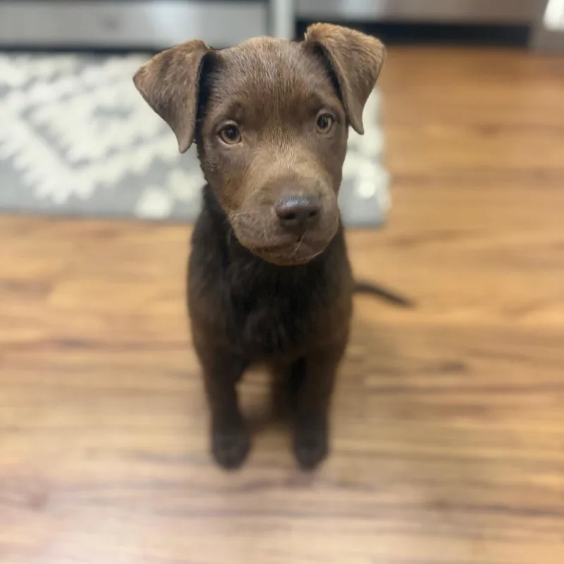A baby small-sized male Brown / Chocolate Mixed Breed dog named Gene for adoption in Centralia, WA