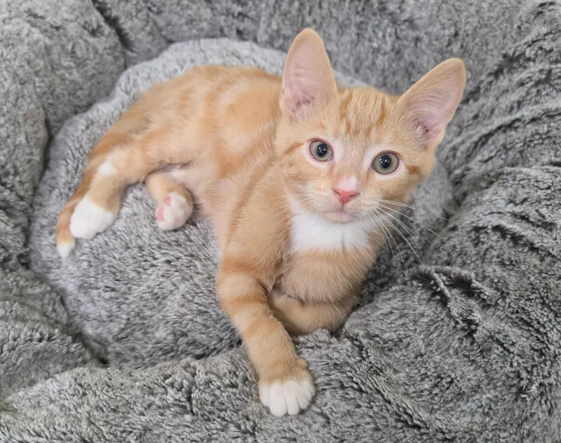 A young medium-sized male Orange / Red Domestic Short Hair cat named Cj for adoption in Fairfax, VA
