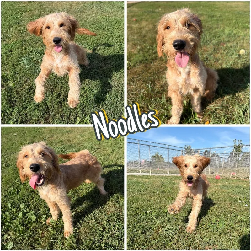 Noodles thumbnail 3