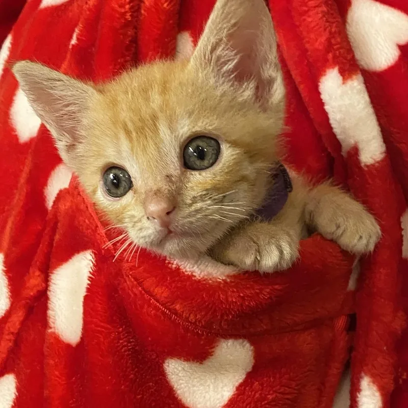 A baby small-sized male Orange / Red Domestic Short Hair cat named Dewy Decimal System for adoption in Austin, TX