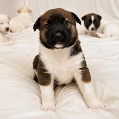 A baby small-sized male Tricolor (Brown, Black, & White) Smooth Collie dog named Baron for adoption in Lathrop, CA