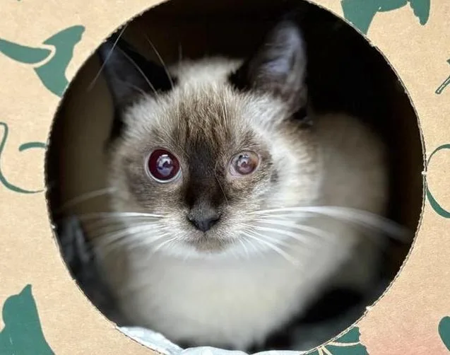 A young medium-sized female Siamese cat named Haley for adoption in Saint Louis, MO
