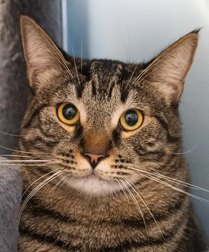 A young large-sized male Tabby (Brown / Chocolate) Domestic Short Hair cat named Charles for adoption in Encinitas, CA