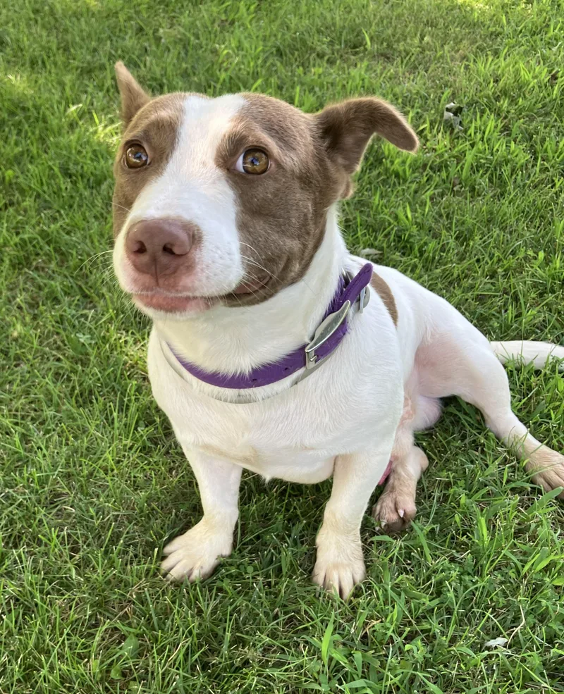 An adult medium-sized male Brown / Chocolate Corgi dog named Finley for adoption in Fayette, MO