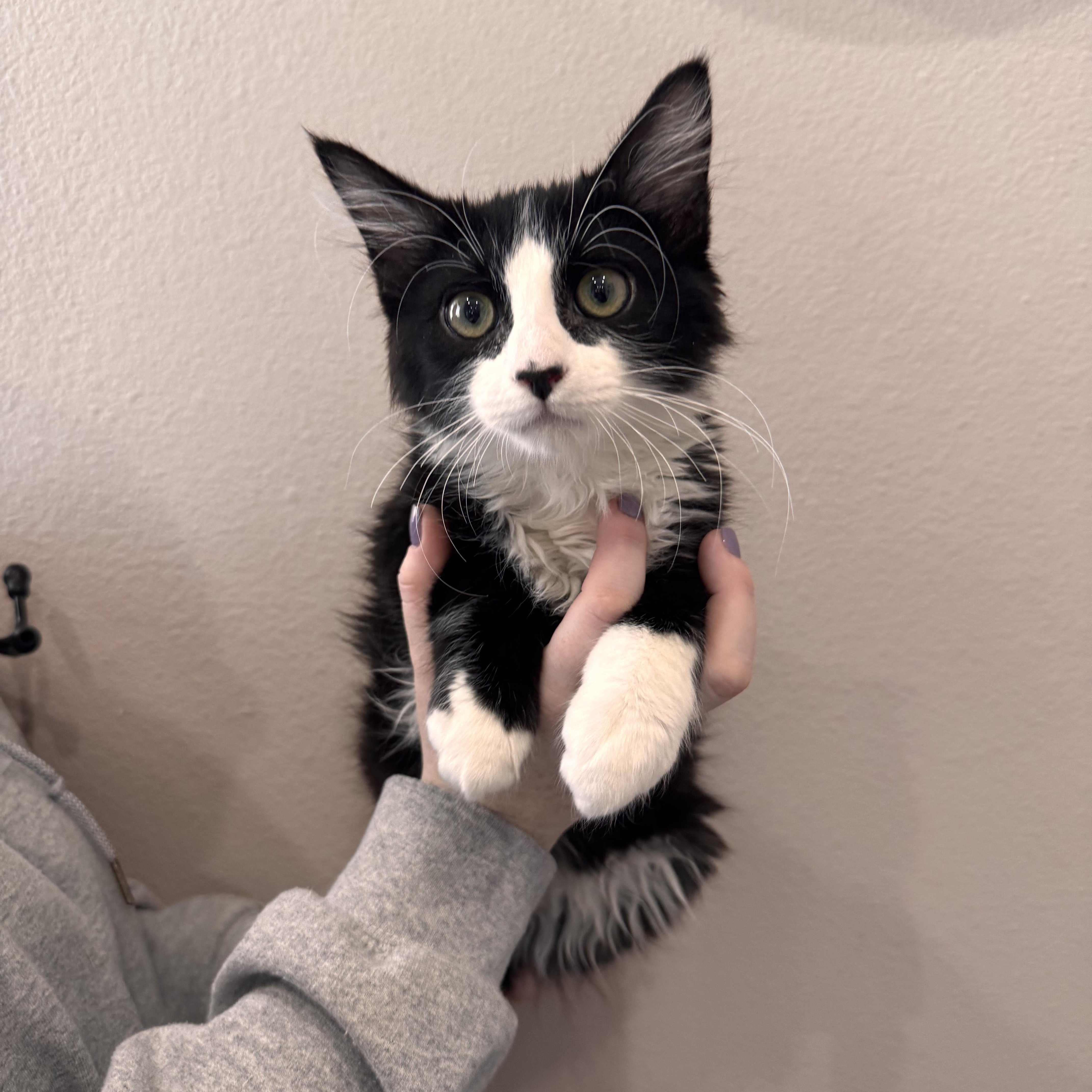 A baby medium-sized male Tuxedo cat named Kawasaki for adoption in Henderson, NV