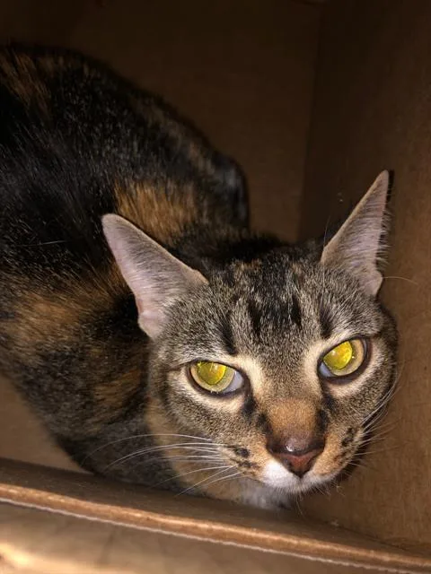 An adult small-sized female Domestic Short Hair cat named Rangee for adoption in Dallas, TX