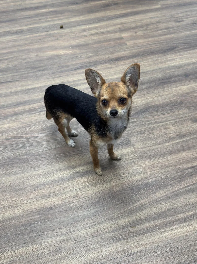 Mimi