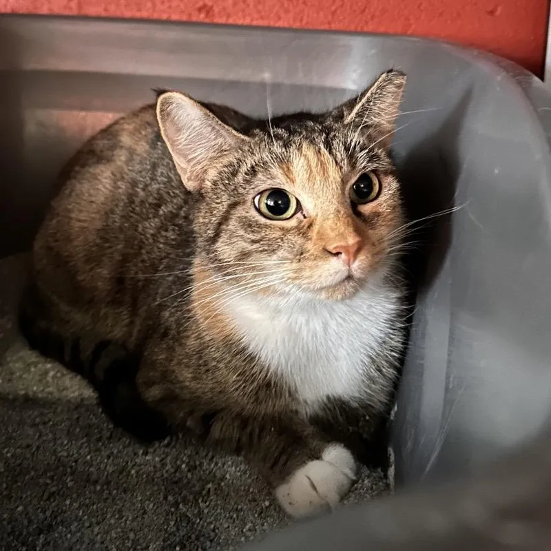 An adult medium-sized female Torbie Domestic Short Hair cat named Lydia for adoption in Sarasota, FL