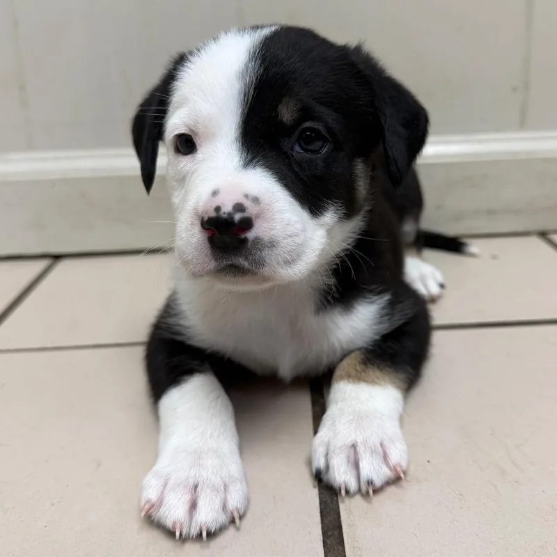 A baby small-sized female Black Shepherd dog named Georgieann for adoption in Pasadena , MD