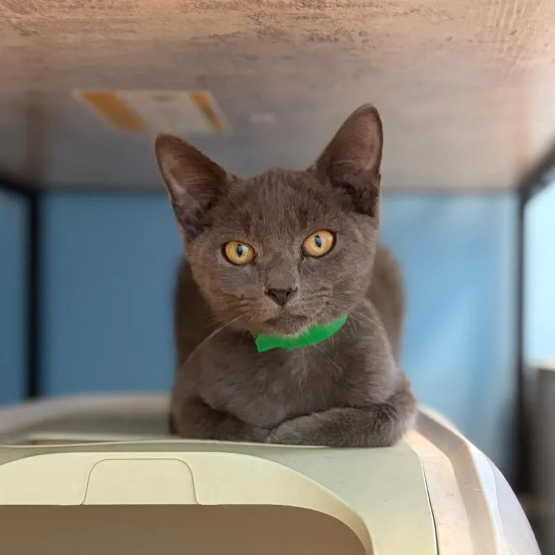 A baby small-sized male Gray / Blue / Silver Domestic Short Hair cat named Greyson for adoption in Columbus, GA