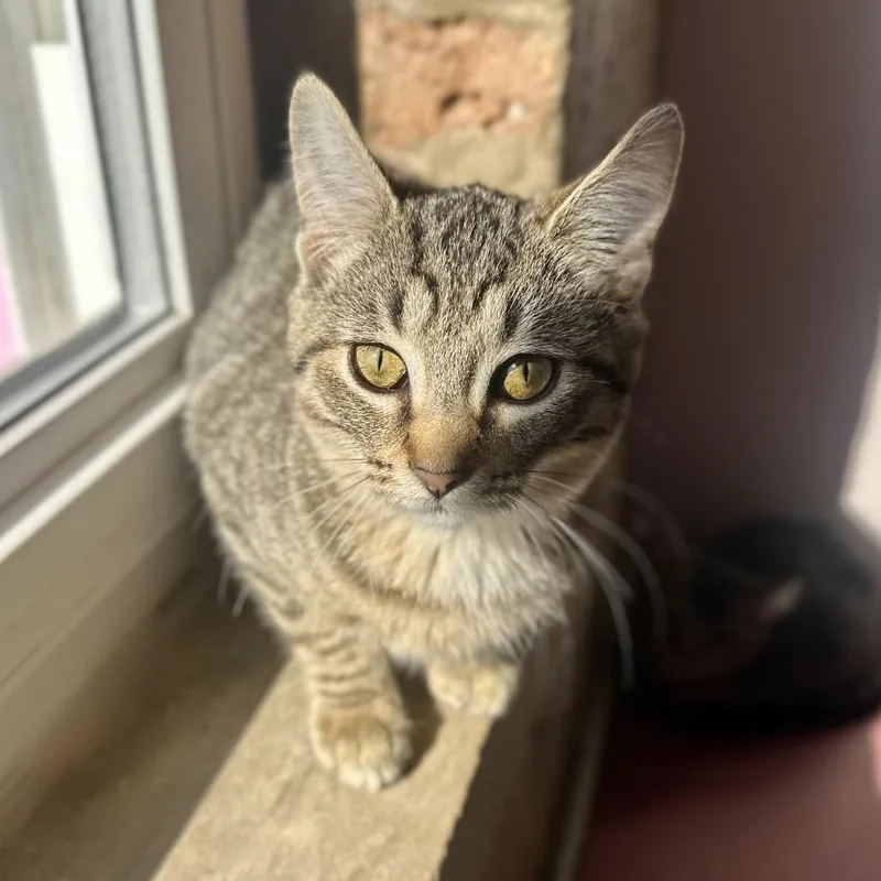 A baby small-sized female Brown / Chocolate Domestic Short Hair cat named Kendra for adoption in Forest Park, IL