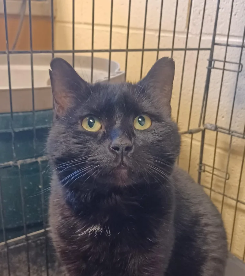 An adult large-sized male Black Domestic Short Hair cat named Big Ben for adoption in Kensington, CT
