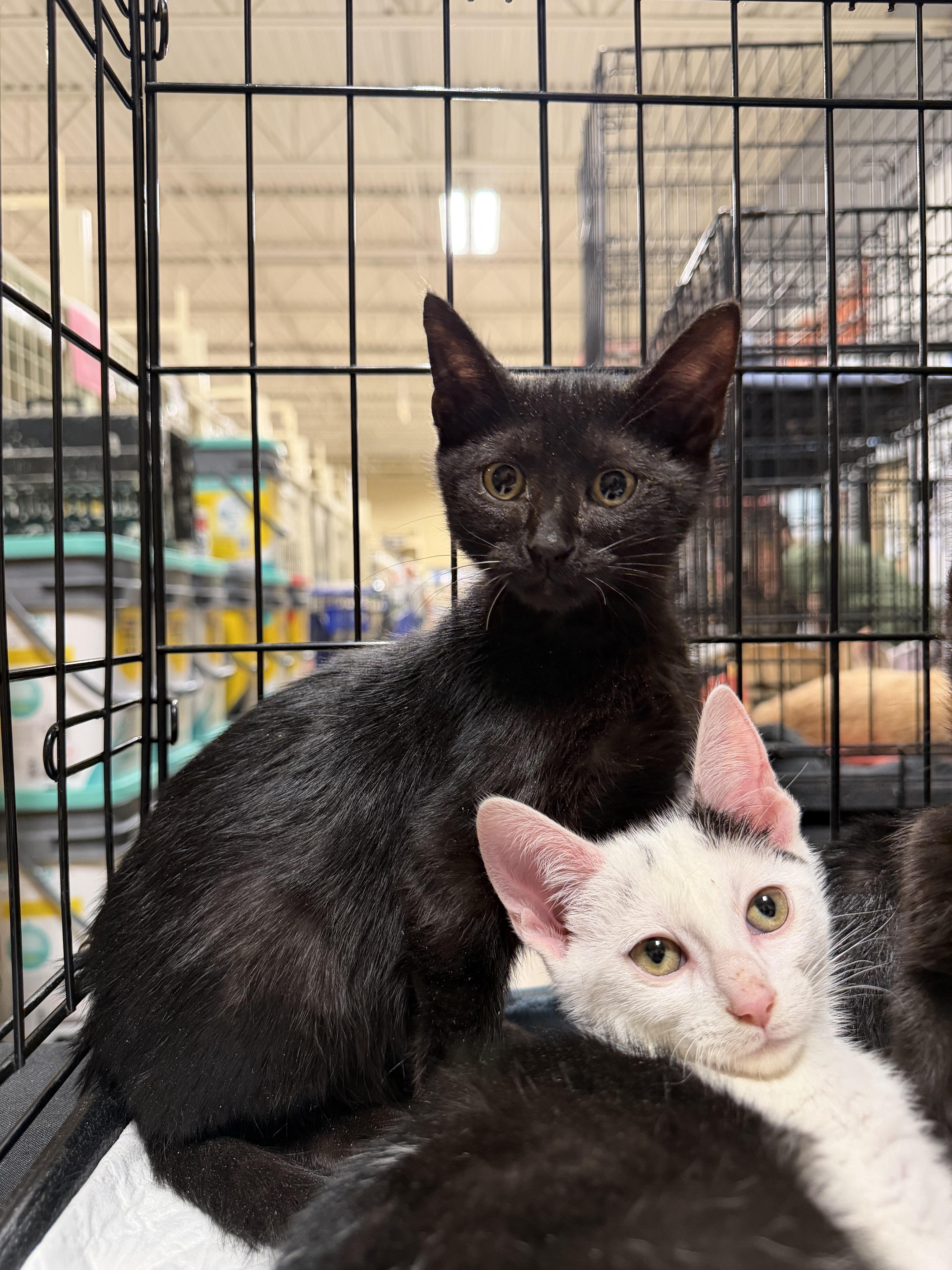 A baby medium-sized male Black Domestic Short Hair cat named Krobus for adoption in Simpsonville, SC