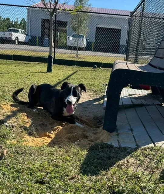 An adult large-sized female Black Border Collie dog named Brooklynn for adoption in Lynn Haven, FL