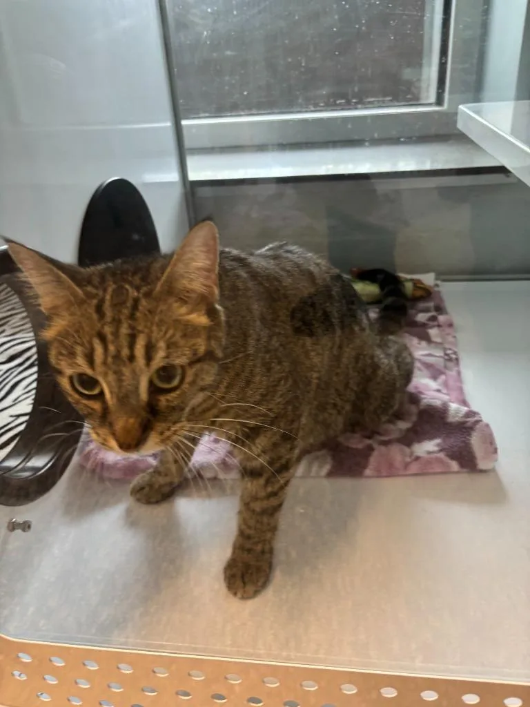 A baby small-sized female Abyssinian cat named Lazy Susan for adoption in Mustang, OK