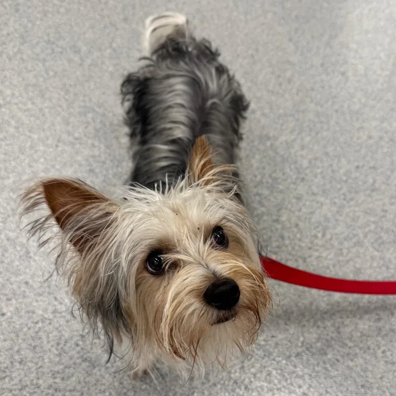 Rocket Ship thumbnail 4