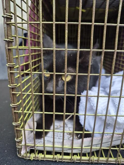 A young medium-sized female Domestic Short Hair cat named Rose for adoption in San Antonio, TX