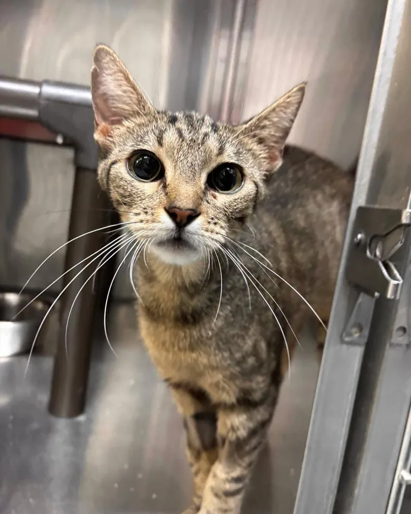 An adult medium-sized female Domestic Short Hair cat named Precious for adoption in Stillwater, OK