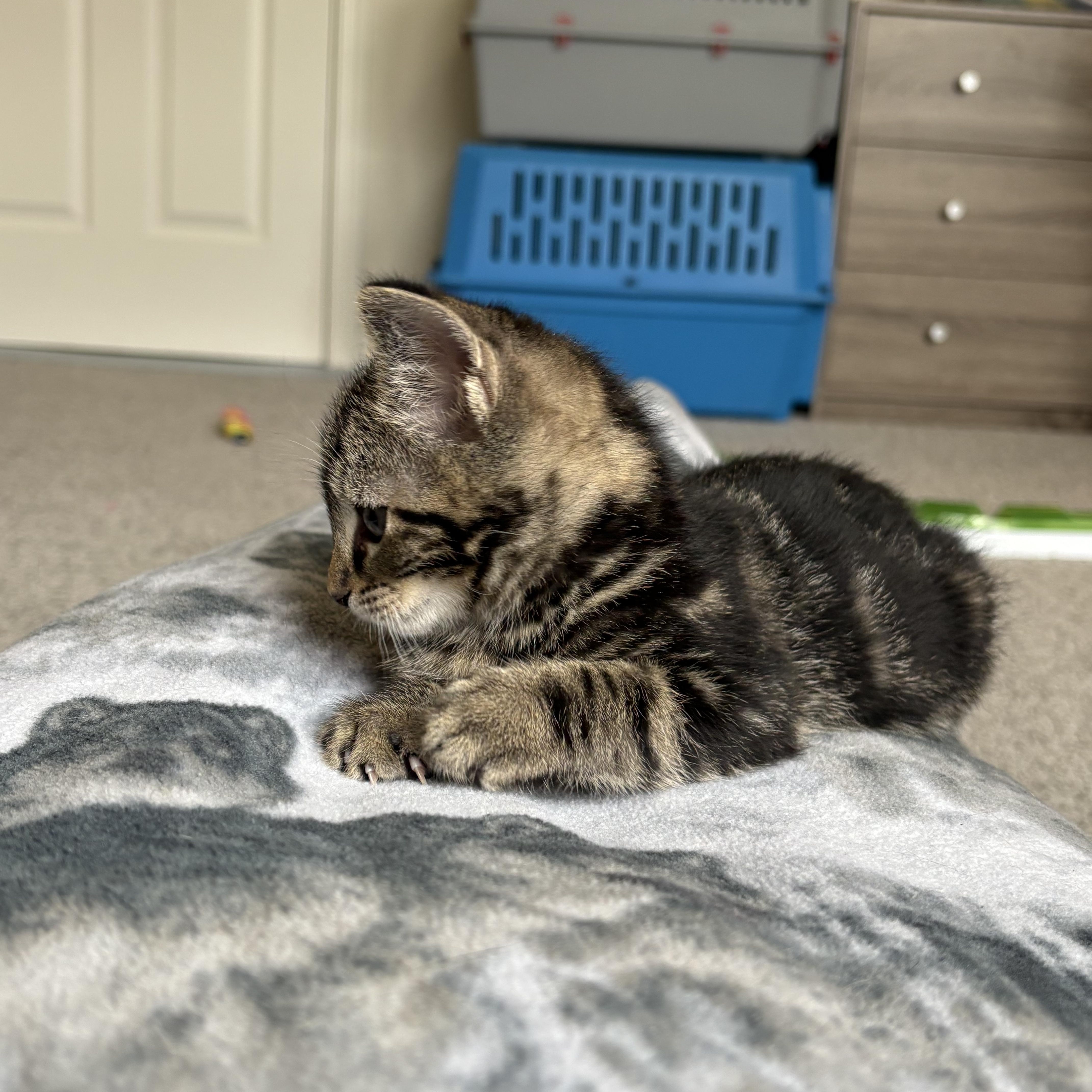 A baby small-sized male Tabby (Brown / Chocolate) Domestic Short Hair cat named Olimar for adoption in Indianapolis, IN