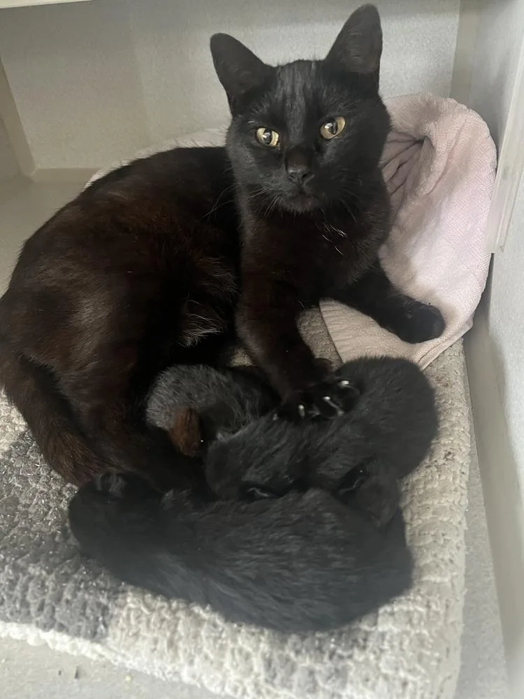 An adult medium-sized female Black Domestic Short Hair cat named Roo  Fiv+ for adoption in Burlington, NC