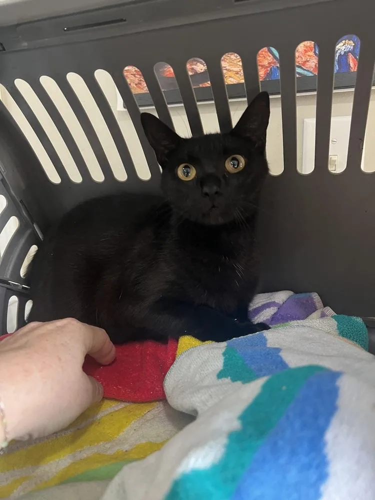 Roo  Fiv+ thumbnail 2