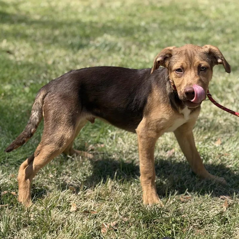 A young small-sized male Labrador Retriever dog named Pecan for adoption in Locust Fork, AL