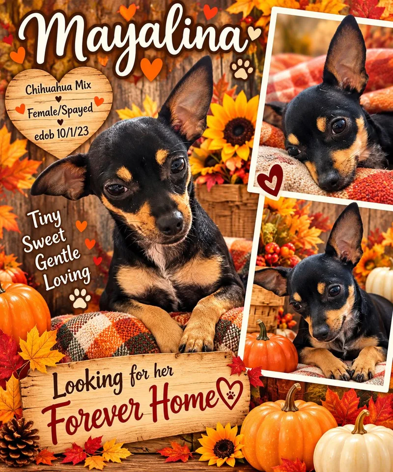 An adult small-sized female Black Chihuahua dog named Mayalina WAT for adoption in Missouri City, TX