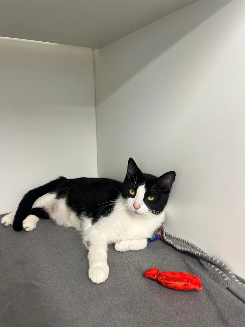 An adult medium-sized female Black & White / Tuxedo Domestic Short Hair cat named Birdie for adoption in Hernando, MS