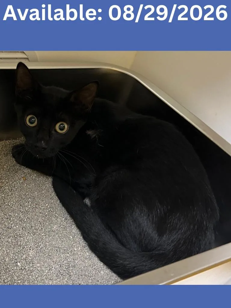 A baby medium-sized male Domestic Short Hair cat named Cat Condo for adoption in Greenville, TX
