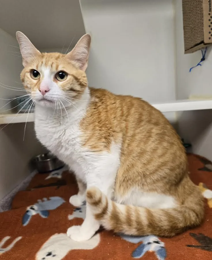 An adult large-sized male Tabby (Orange / Red) Domestic Short Hair cat named August for adoption in Bellingham, WA