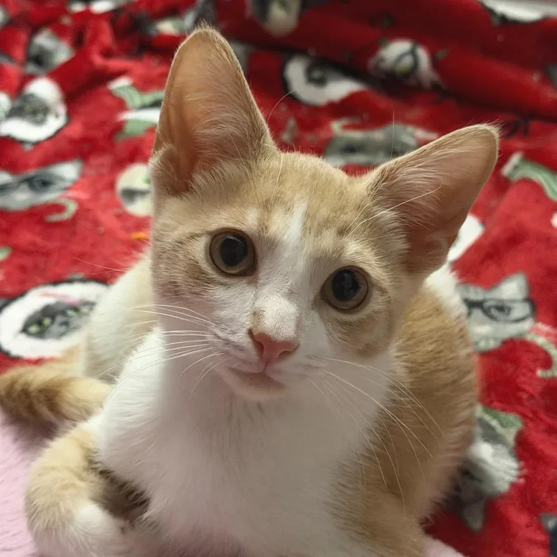 A baby small-sized male Buff / Tan / Fawn Domestic Short Hair cat named Oliver for adoption in Mount Juliet, TN