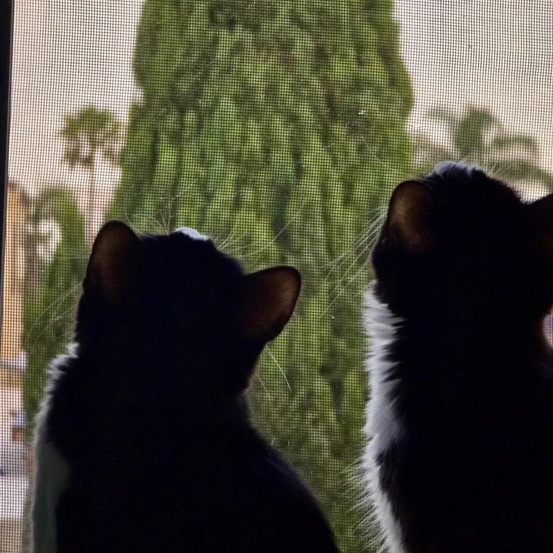 A young small-sized female Black Domestic Medium Hair cat named Indra for adoption in Tustin, CA