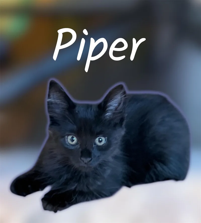 A baby small-sized female Black Domestic Medium Hair cat named Piper for adoption in Auburn, CA